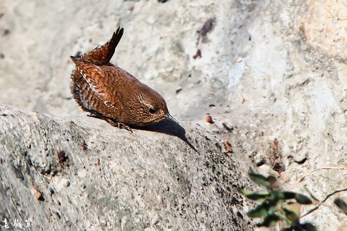 冬鹪鹩东北亚种