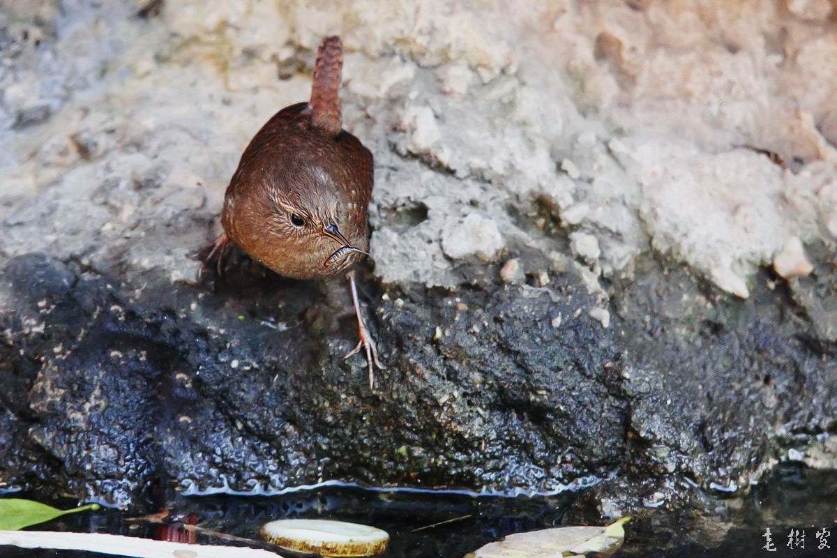 冬鹪鹩东北亚种