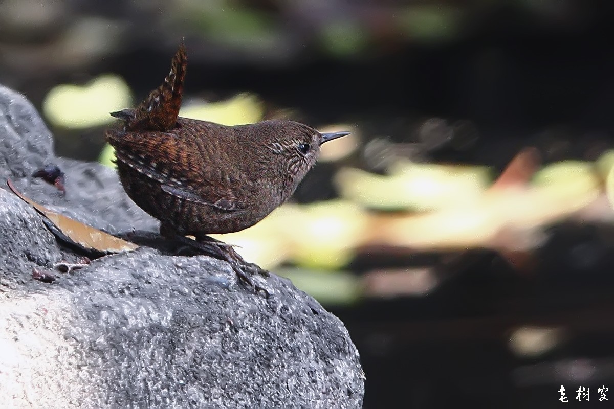 冬鹪鹩东北亚种