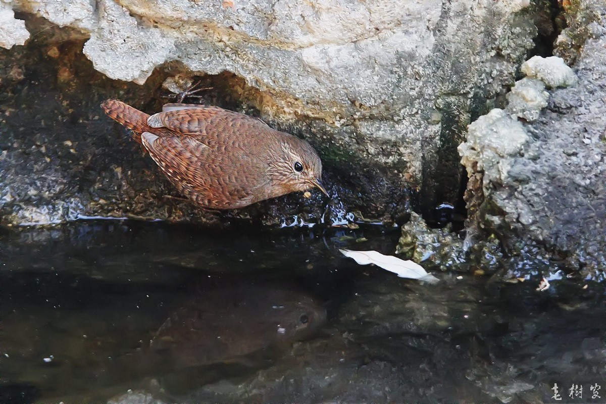 冬鹪鹩东北亚种