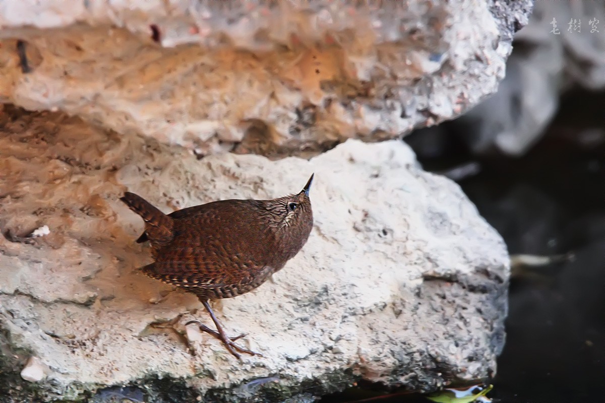 冬鹪鹩东北亚种