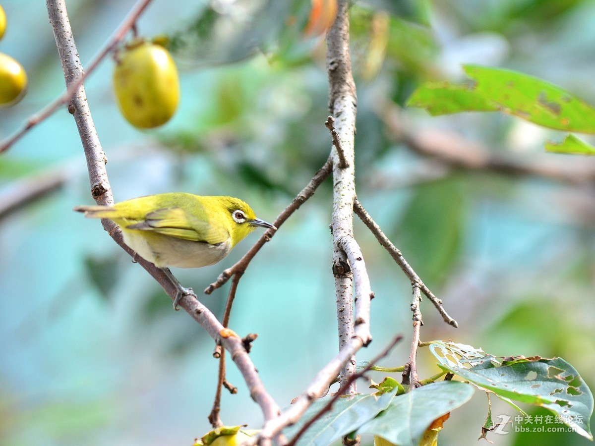 随拍，测试新淘二手钢炮(三)黄灵鸟