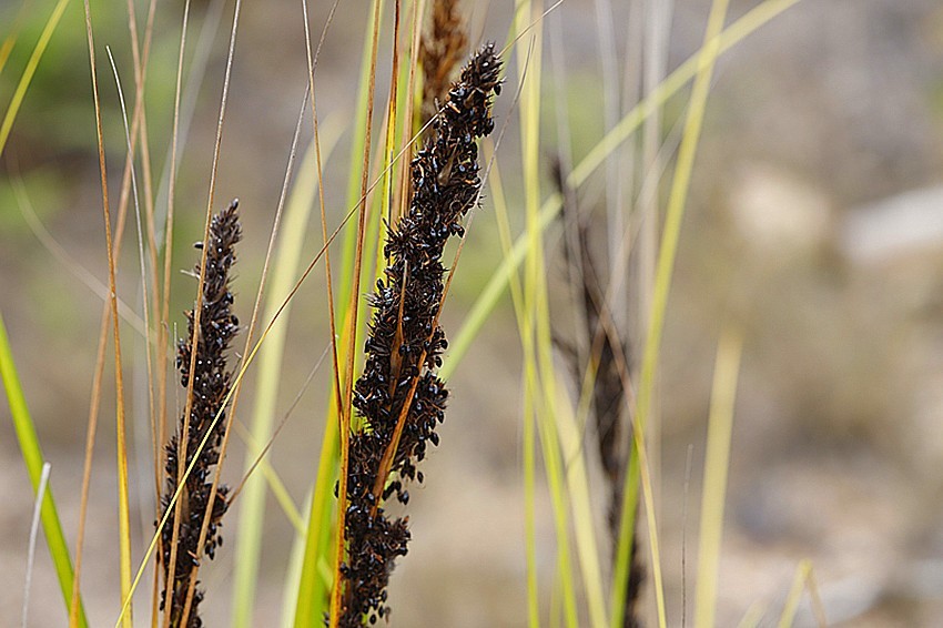 行走乡村:糙叶薹草黑果籽