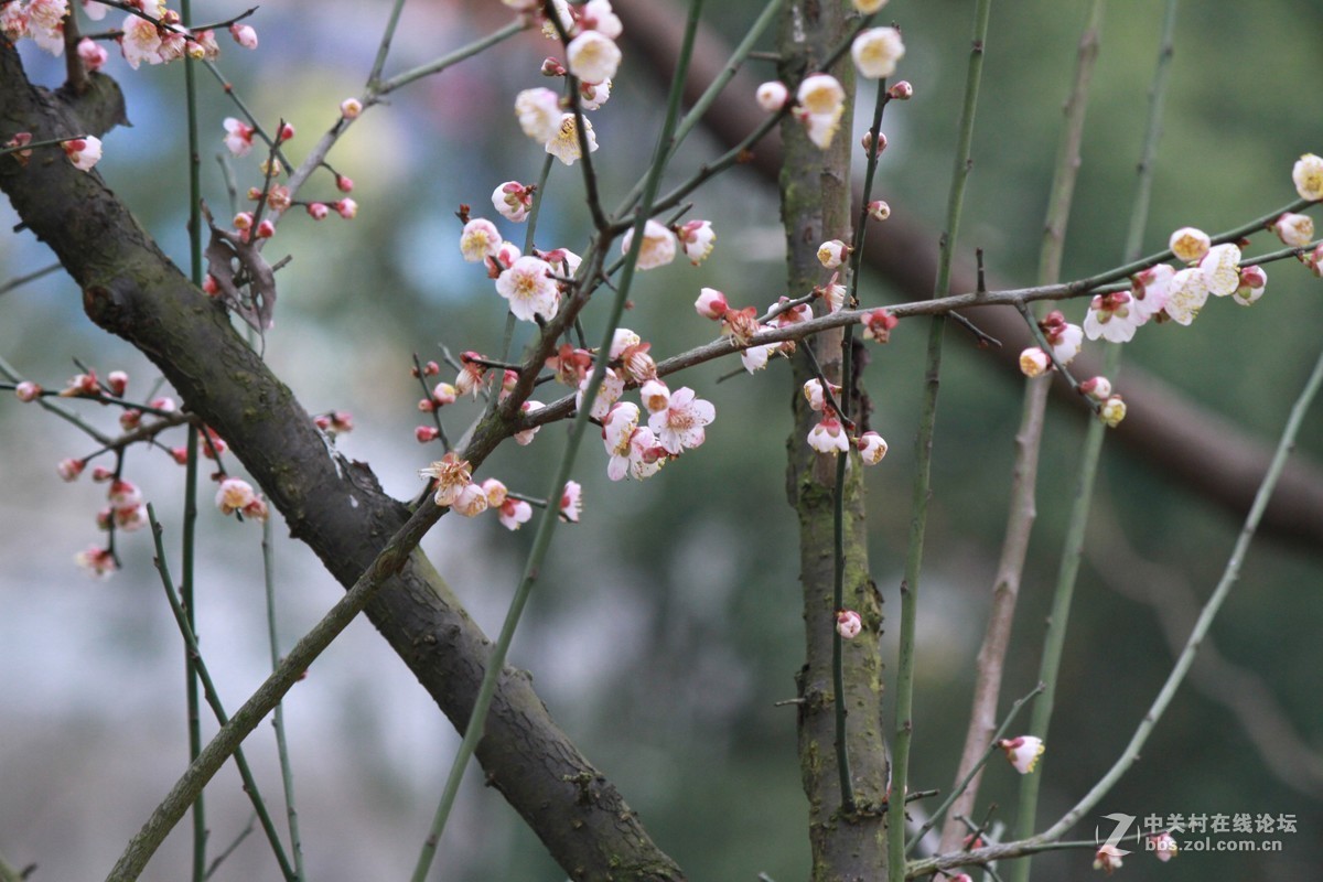 气死小小白的锐度，阴天