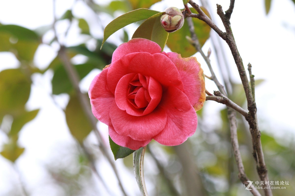 气死小小白的锐度，阴天