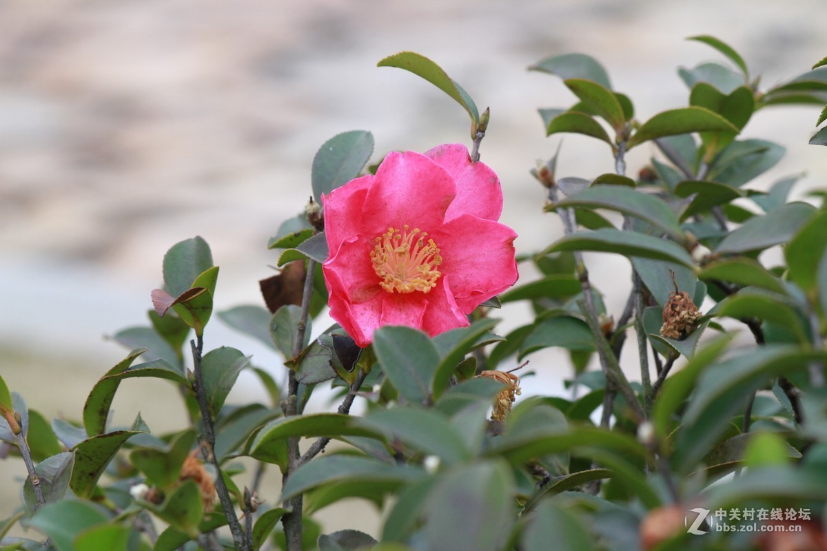 气死小小白的锐度，阴天