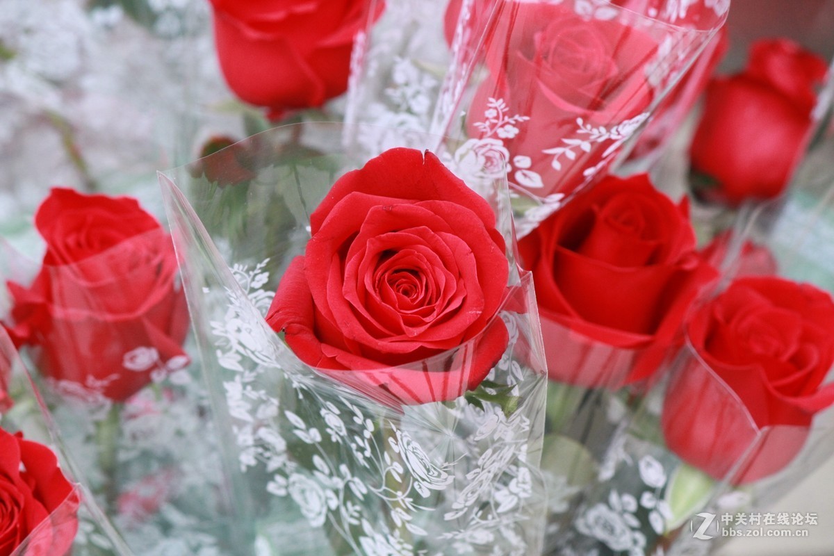 气死小小白的锐度，阴天