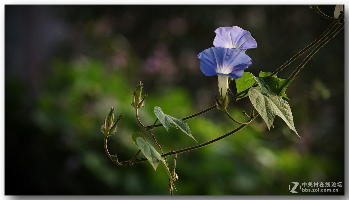 【早晨拍牵牛花打鸟】