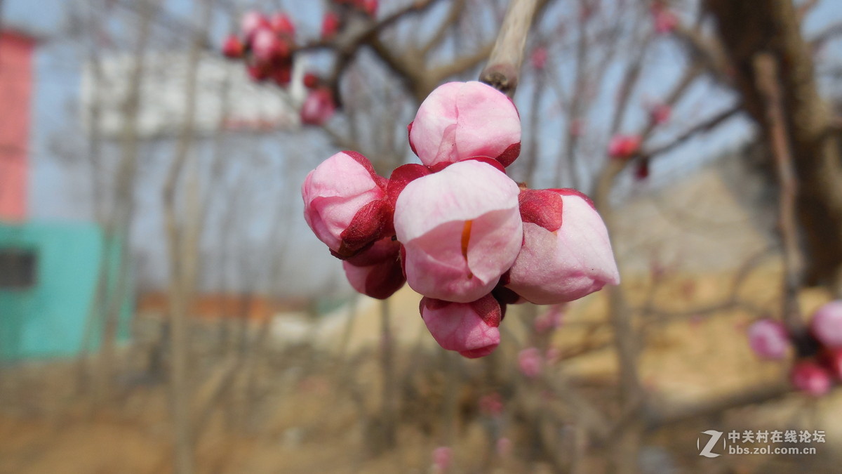 都说尼康S6500不好，我看拍的还不错。