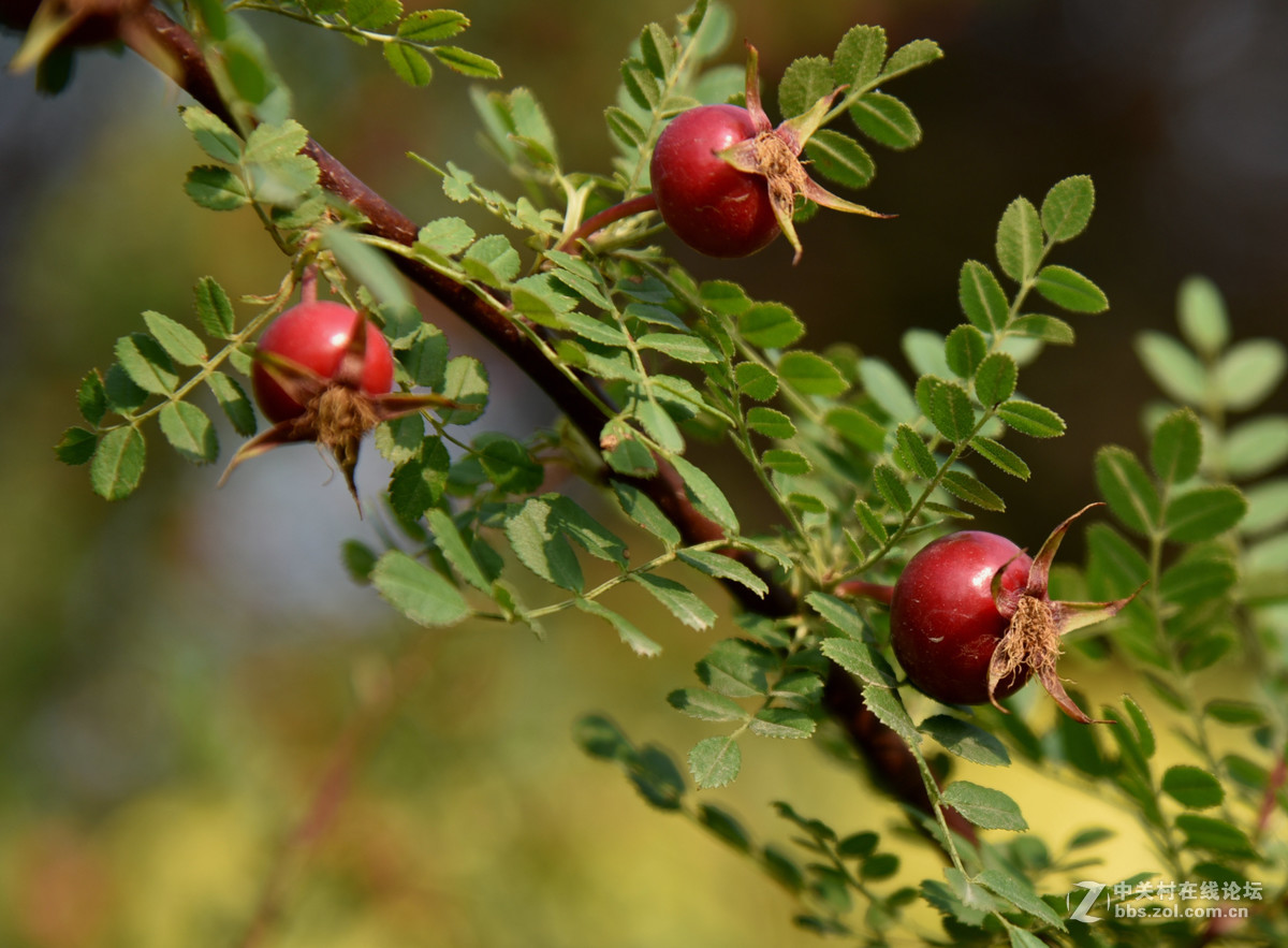 黄刺玫的果实刺玫果