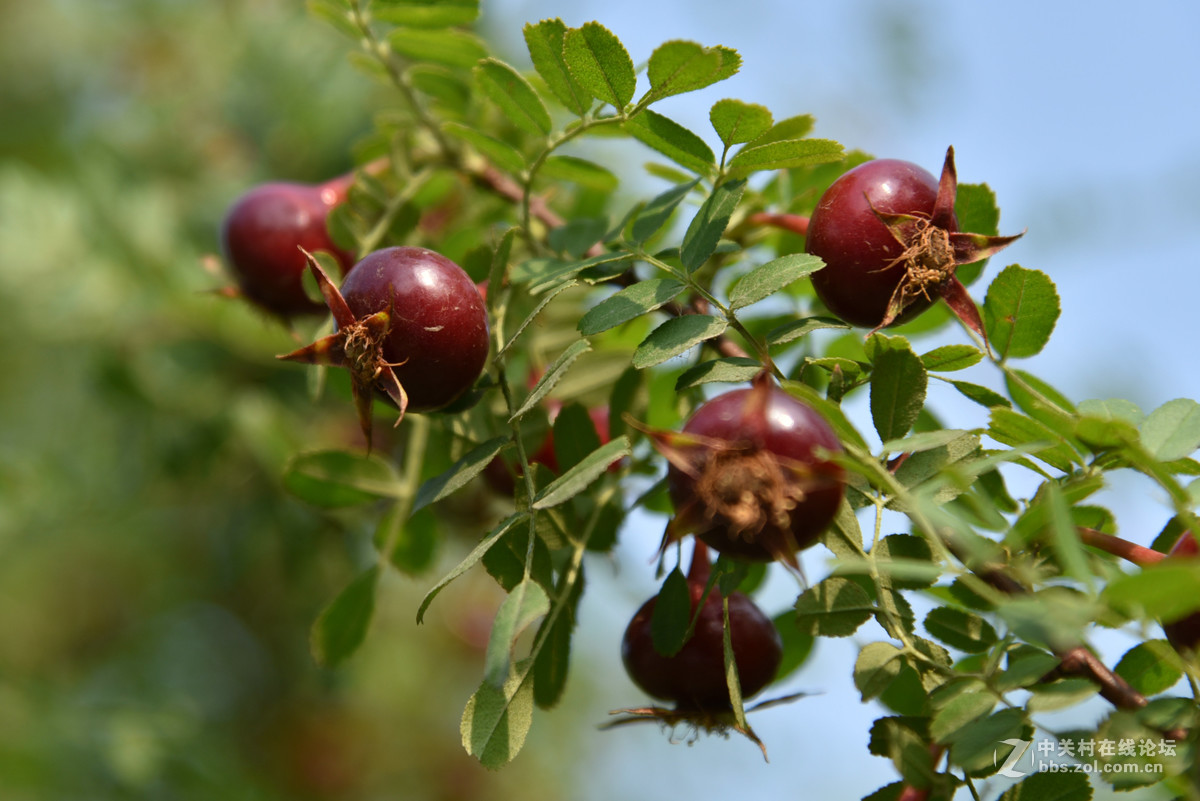 黄刺玫的果实刺玫果