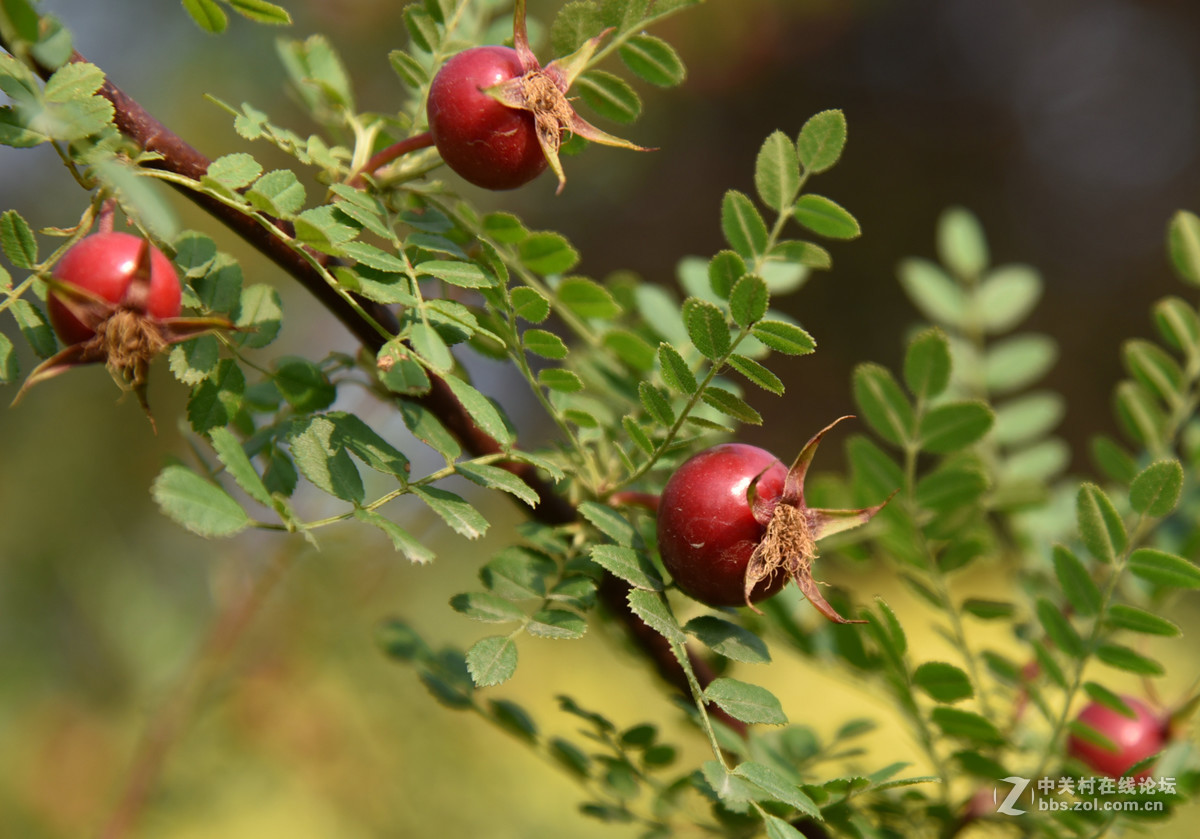 黄刺玫的果实刺玫果