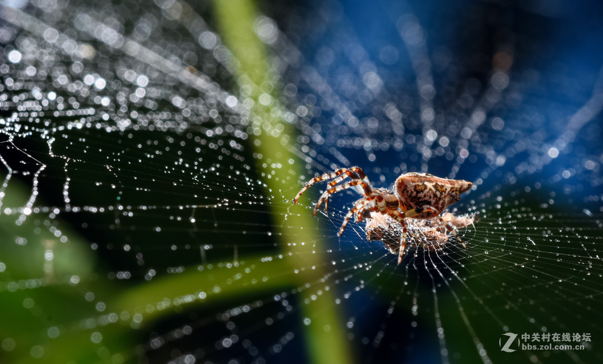瓜哥最新微距作品，一起欣赏微距镜头下千姿百态的生物吧！