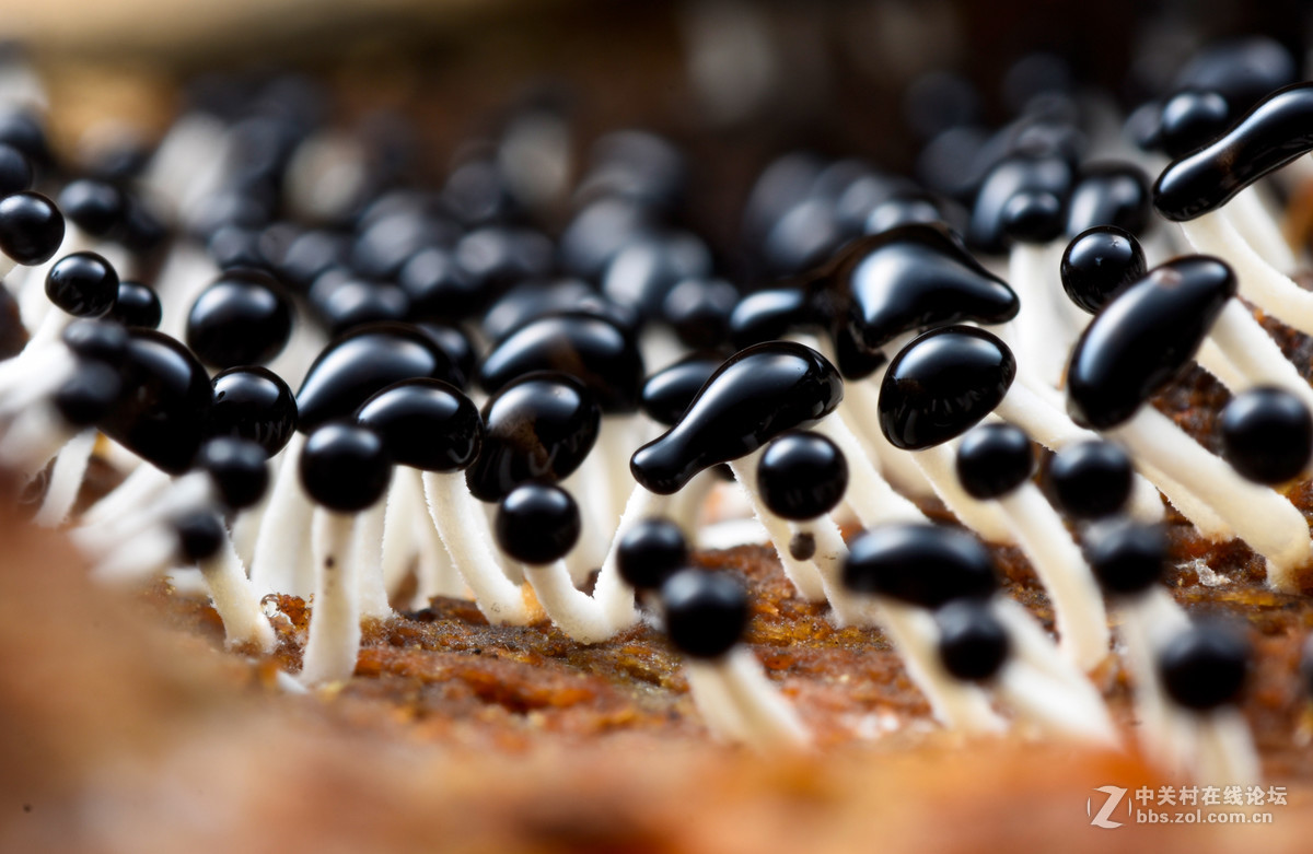 瓜哥最新微距作品，一起欣赏微距镜头下千姿百态的生物吧！