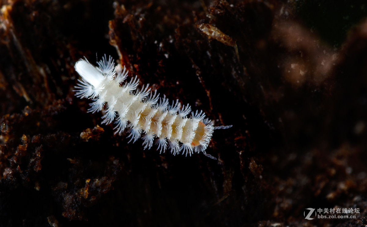 瓜哥最新微距作品，一起欣赏微距镜头下千姿百态的生物吧！