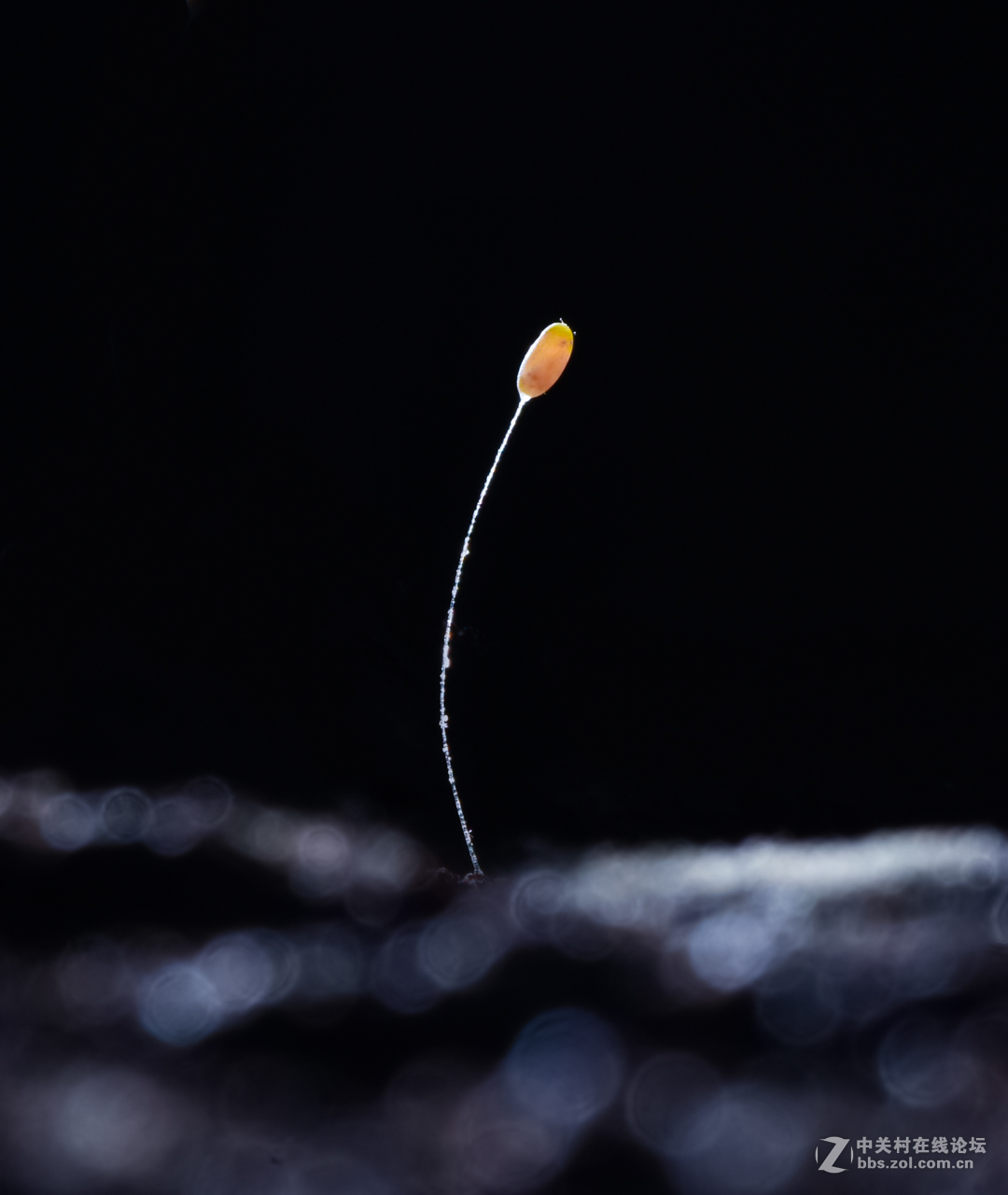 瓜哥最新微距作品，一起欣赏微距镜头下千姿百态的生物吧！