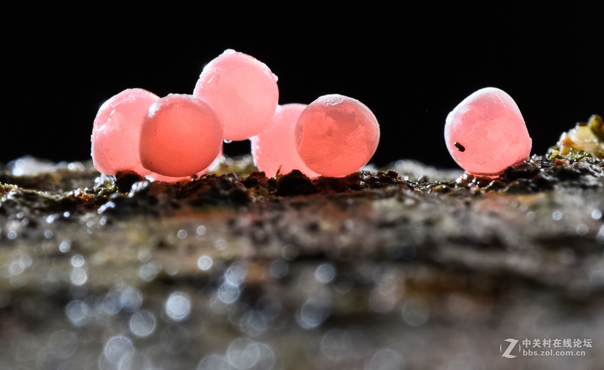 瓜哥最新微距作品，一起欣赏微距镜头下千姿百态的生物吧！