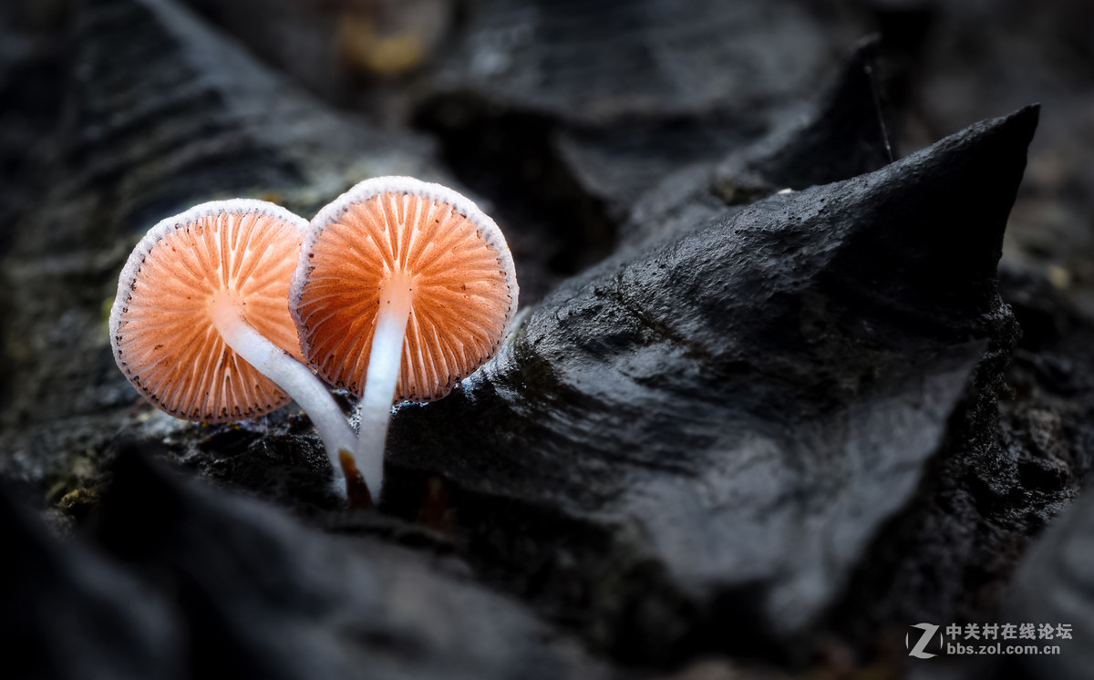 瓜哥最新微距作品，一起欣赏微距镜头下千姿百态的生物吧！