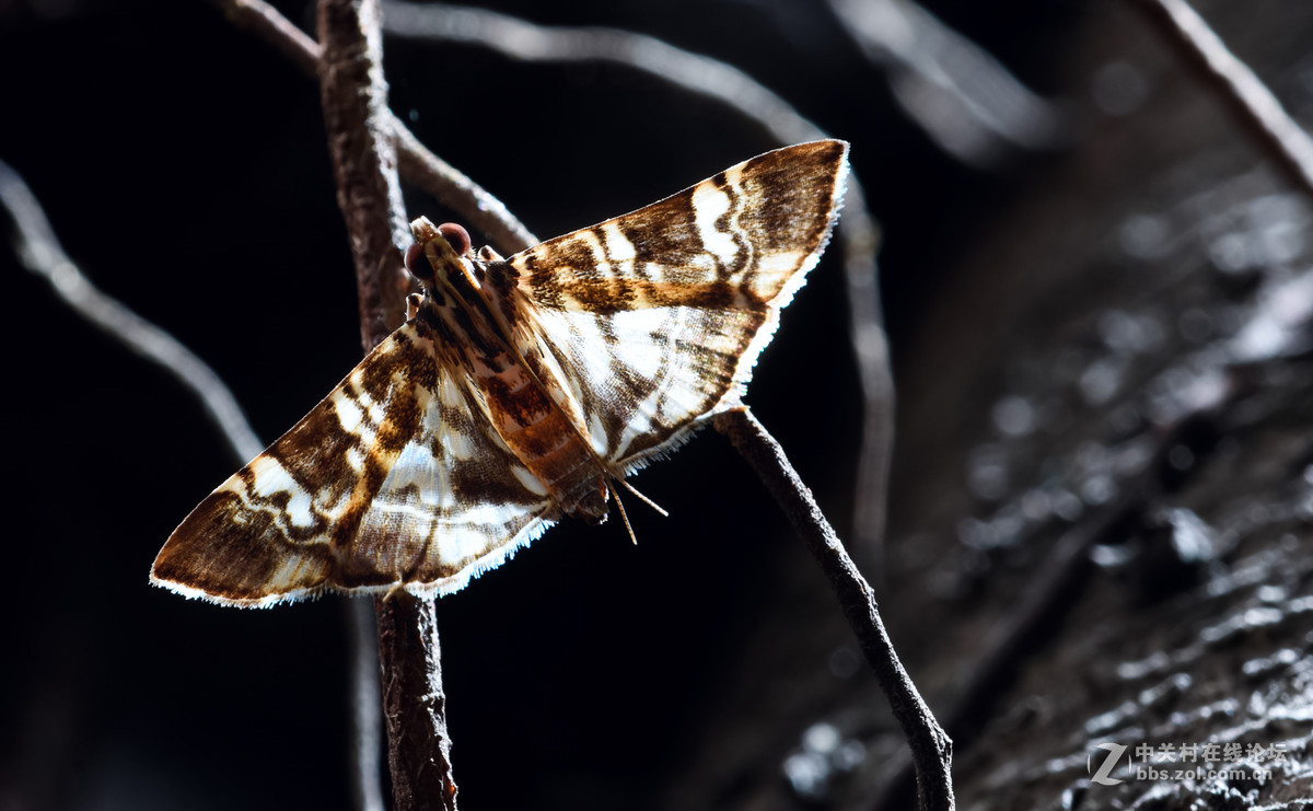 瓜哥最新微距作品，一起欣赏微距镜头下千姿百态的生物吧！