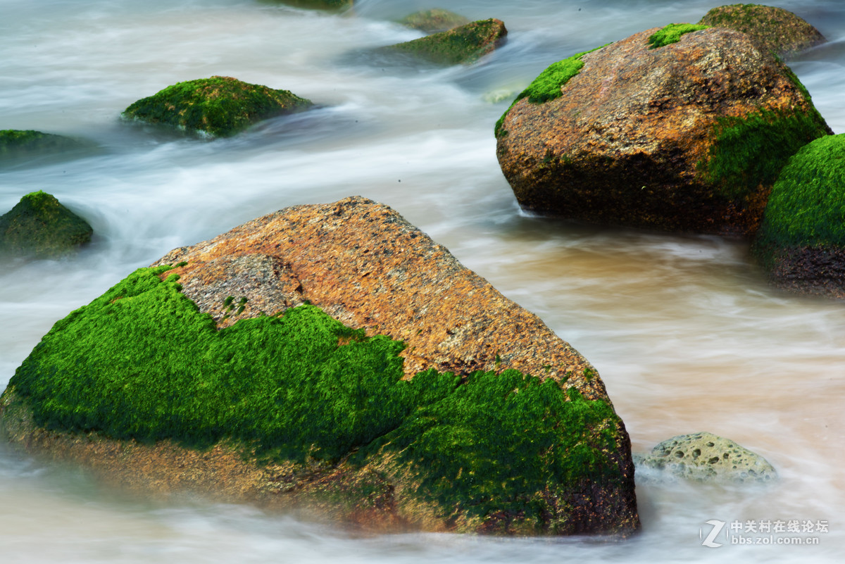 海礁上的青苔