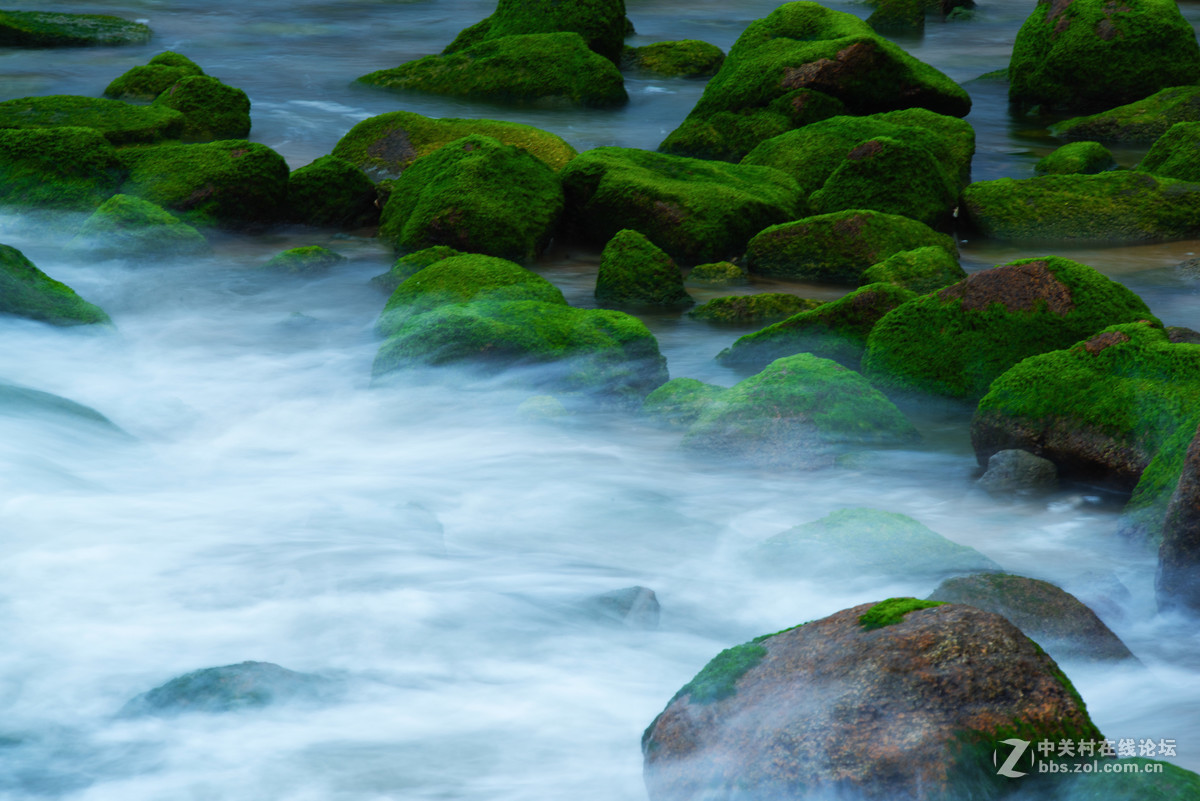 海礁上的青苔
