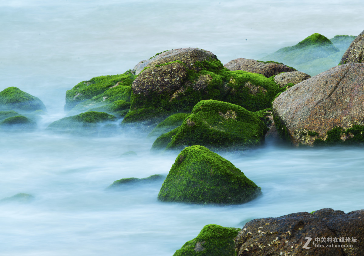 海礁上的青苔