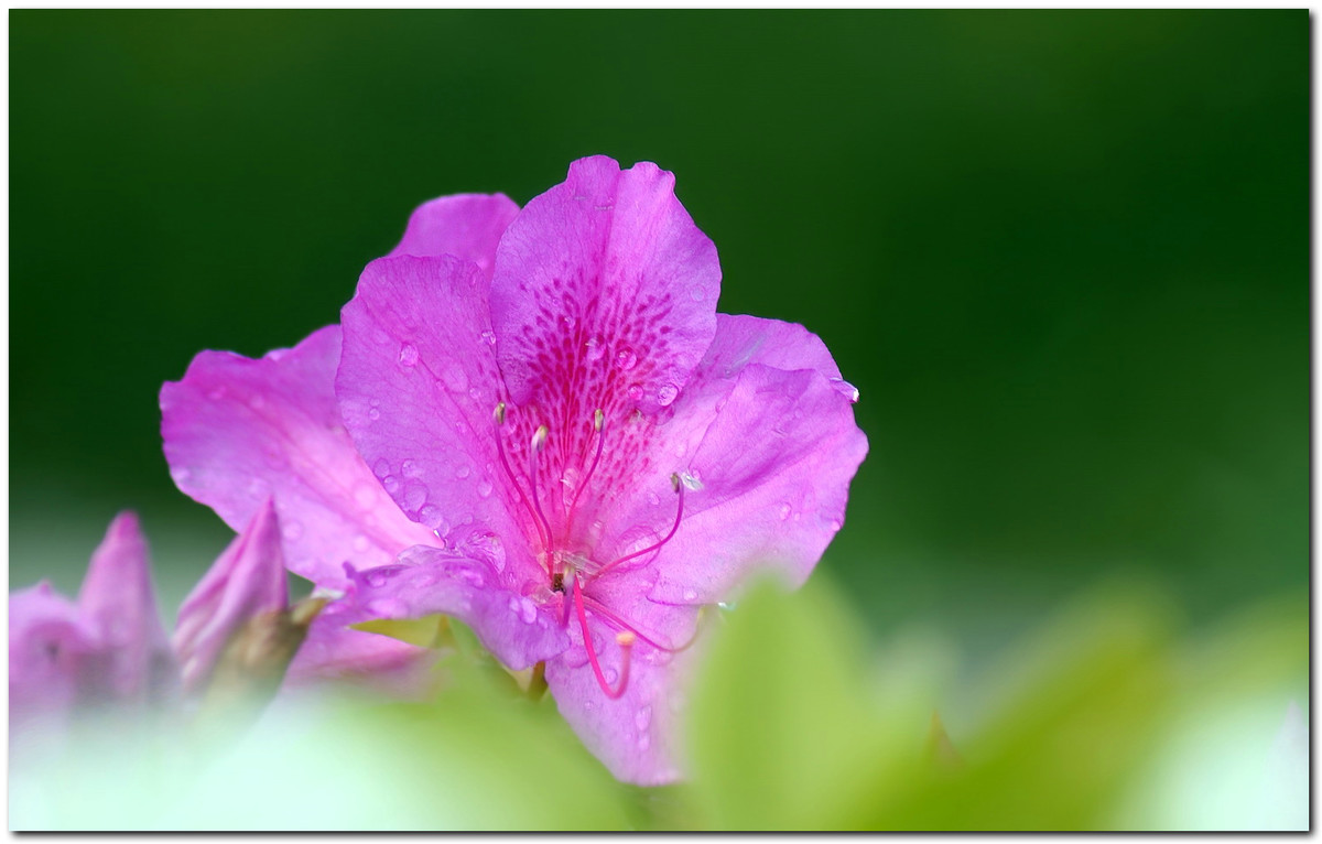 #ZOL月赛-春暖花开#—〖 杜 鹃 花 〗