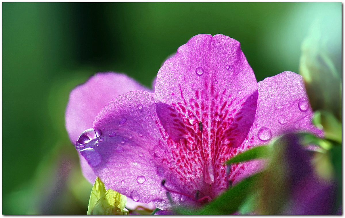 #ZOL月赛-春暖花开#—〖 杜 鹃 花 〗