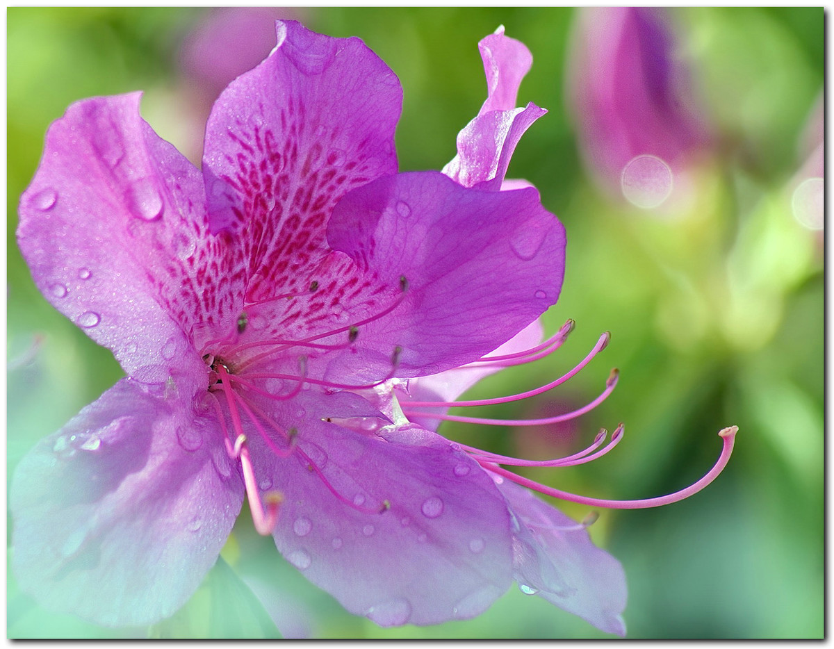 #ZOL月赛-春暖花开#—〖 杜 鹃 花 〗