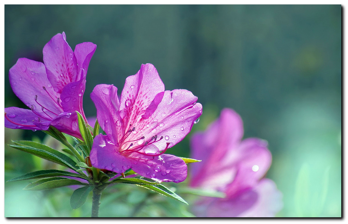 #ZOL月赛-春暖花开#—〖 杜 鹃 花 〗