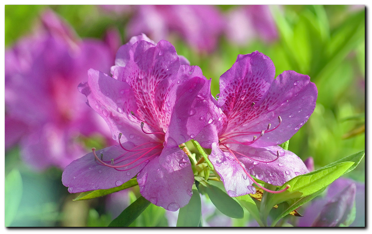 #ZOL月赛-春暖花开#—〖 杜 鹃 花 〗