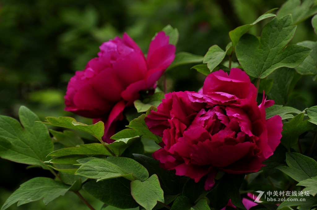 红牡丹
