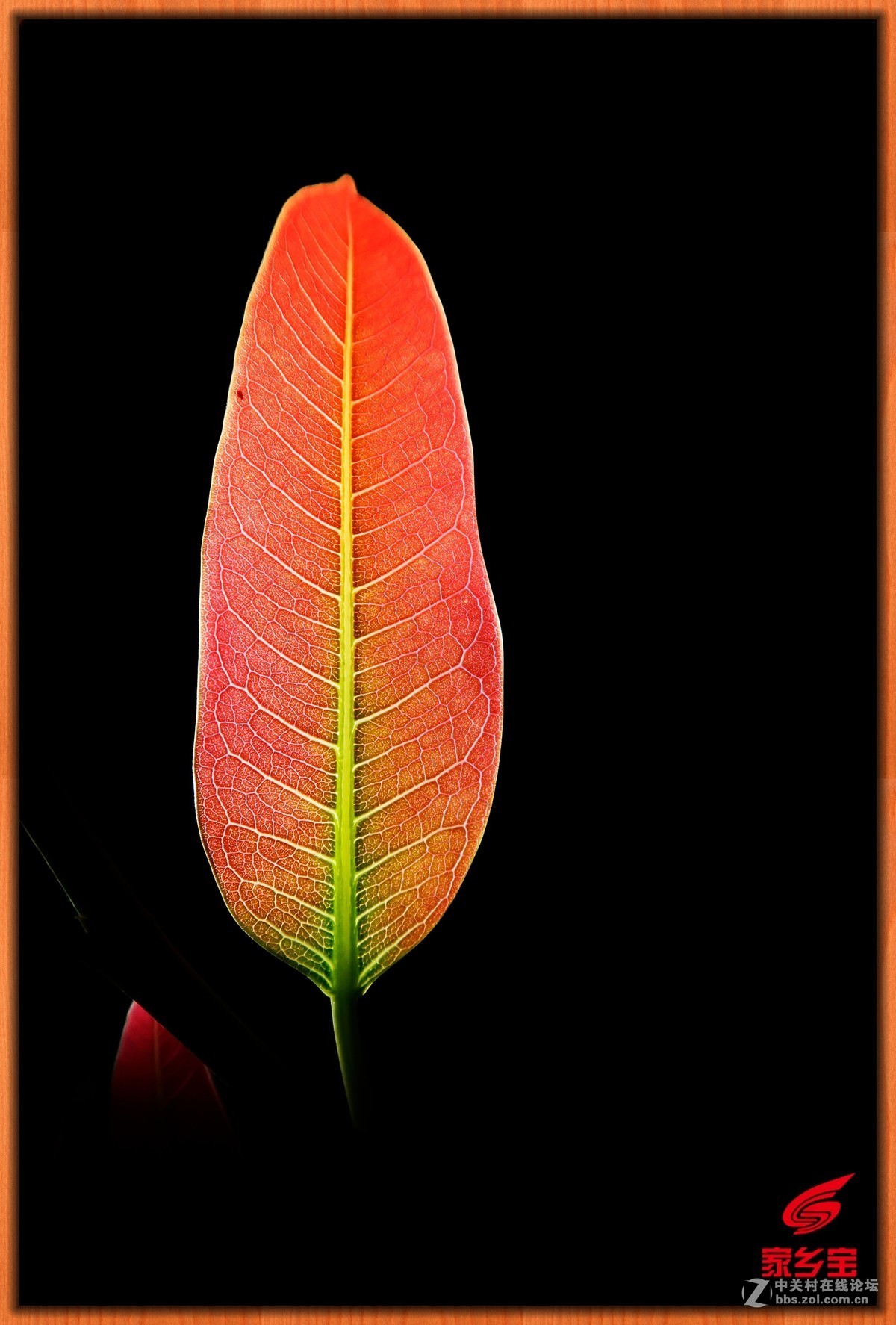 #佳能月赛-一叶知秋#夜里叶