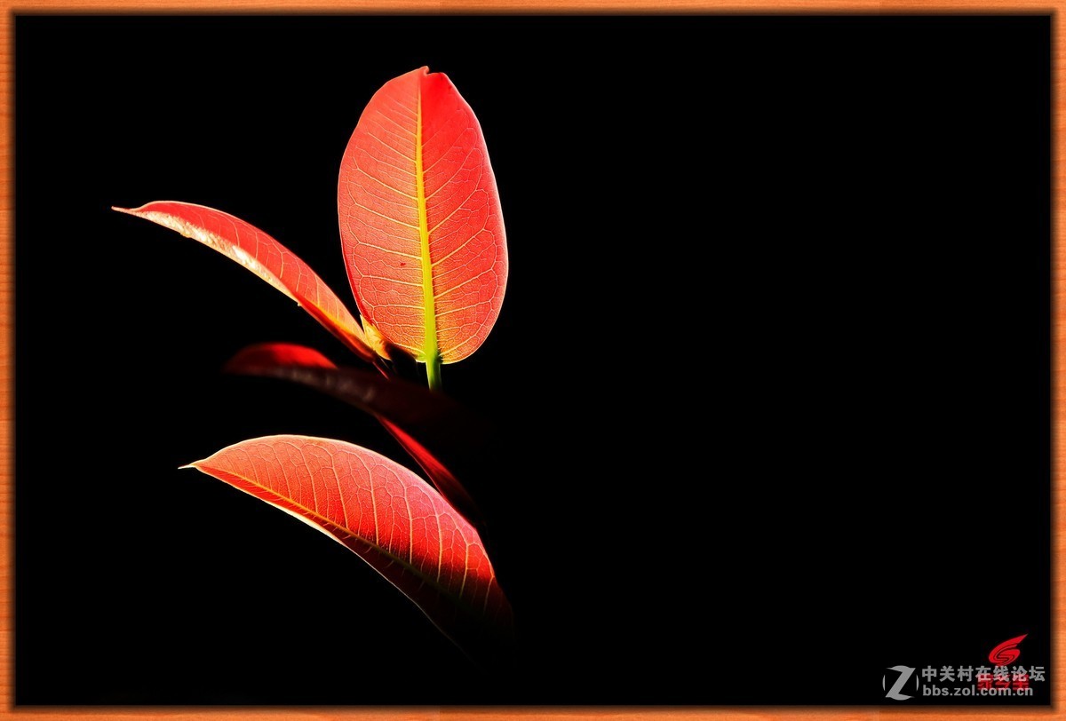 #佳能月赛-一叶知秋#夜里叶