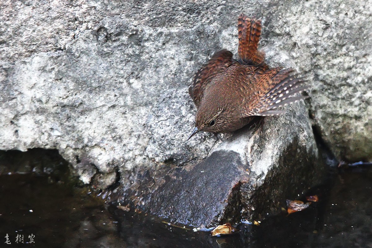 冬鹪鹩东北亚种