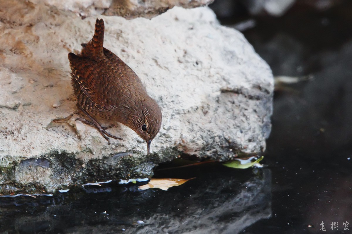 冬鹪鹩东北亚种