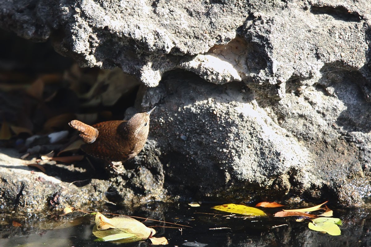 冬鹪鹩东北亚种
