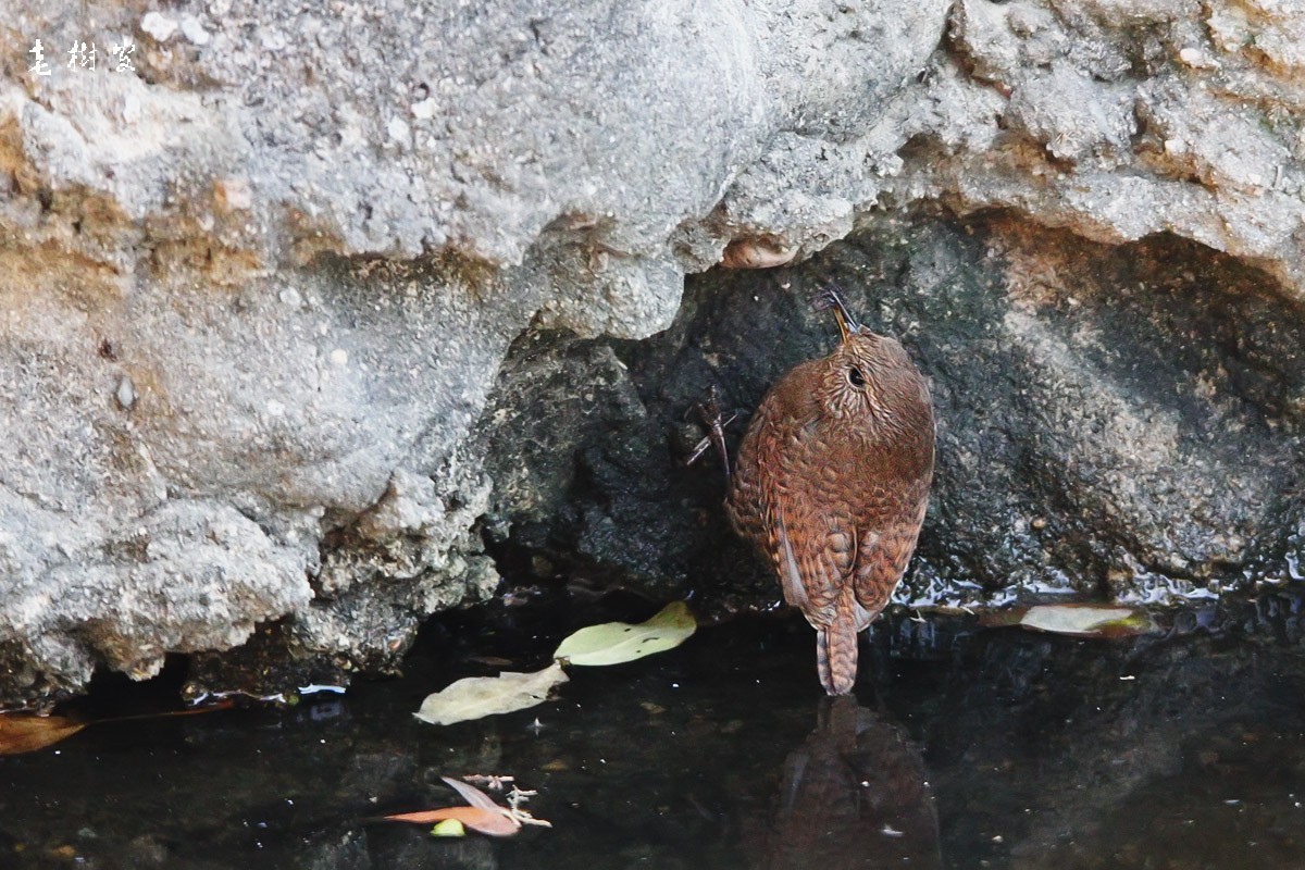 冬鹪鹩东北亚种