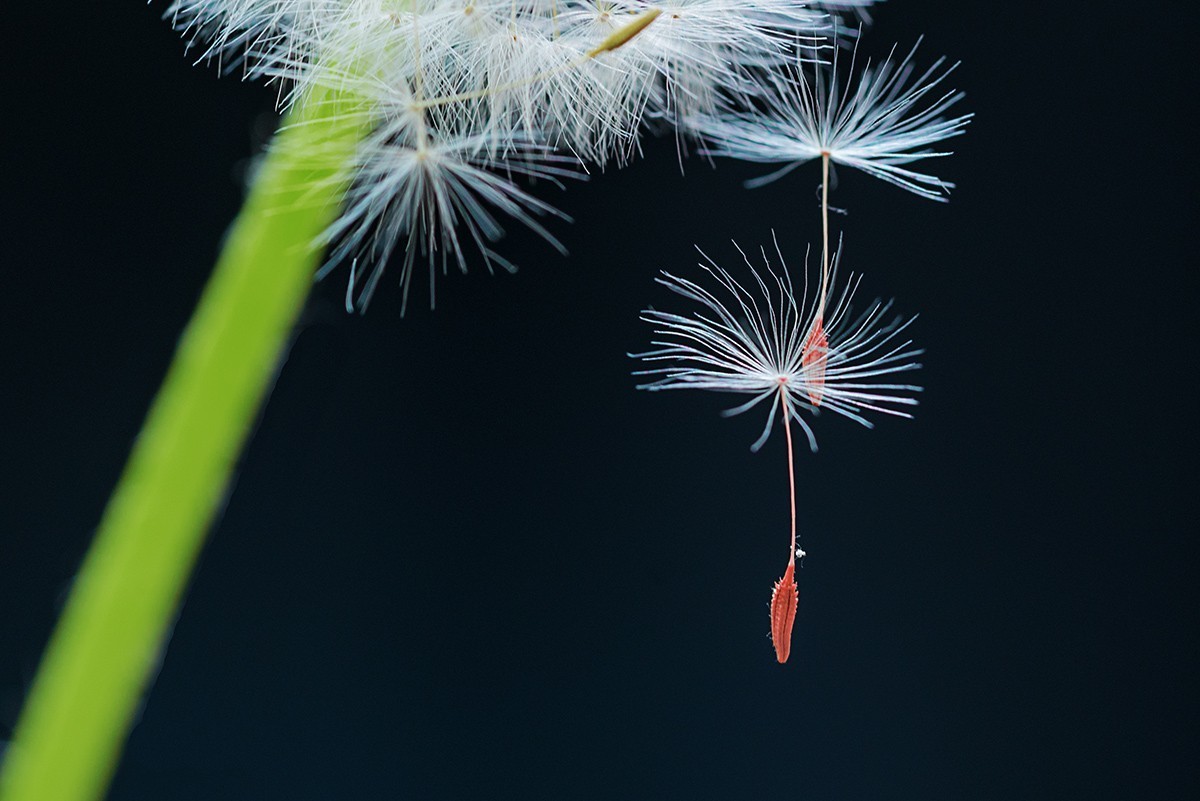 会飞的蒲公英种子