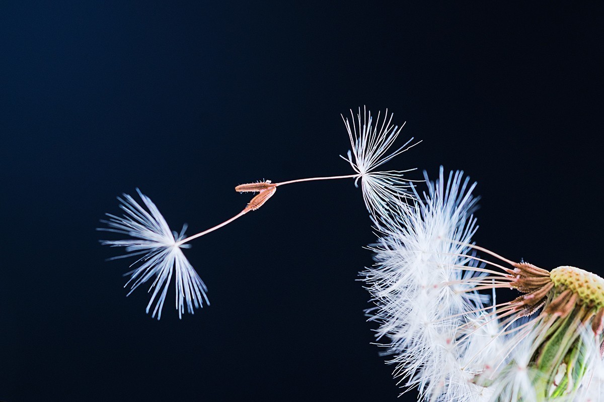 会飞的蒲公英种子