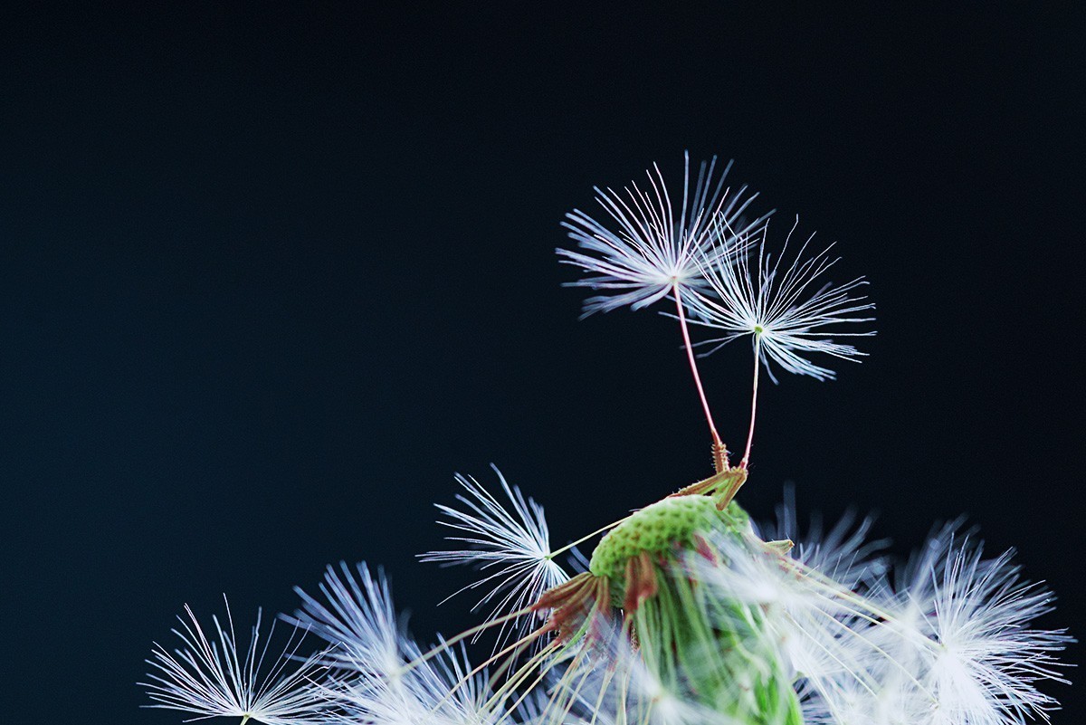 会飞的蒲公英种子
