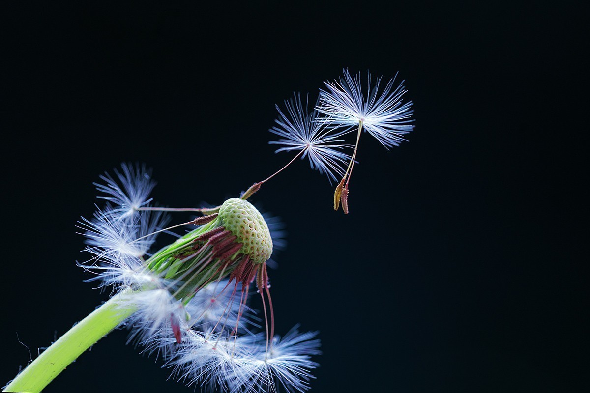 会飞的蒲公英种子
