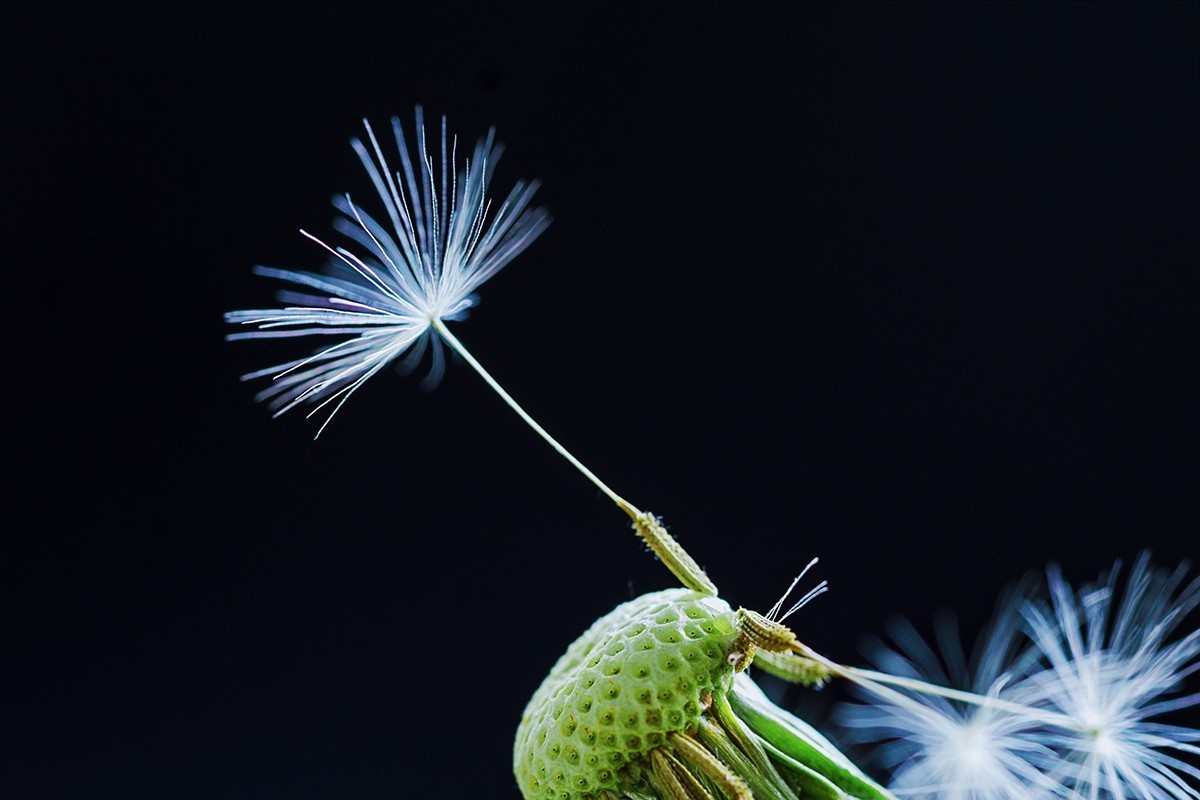 会飞的蒲公英种子