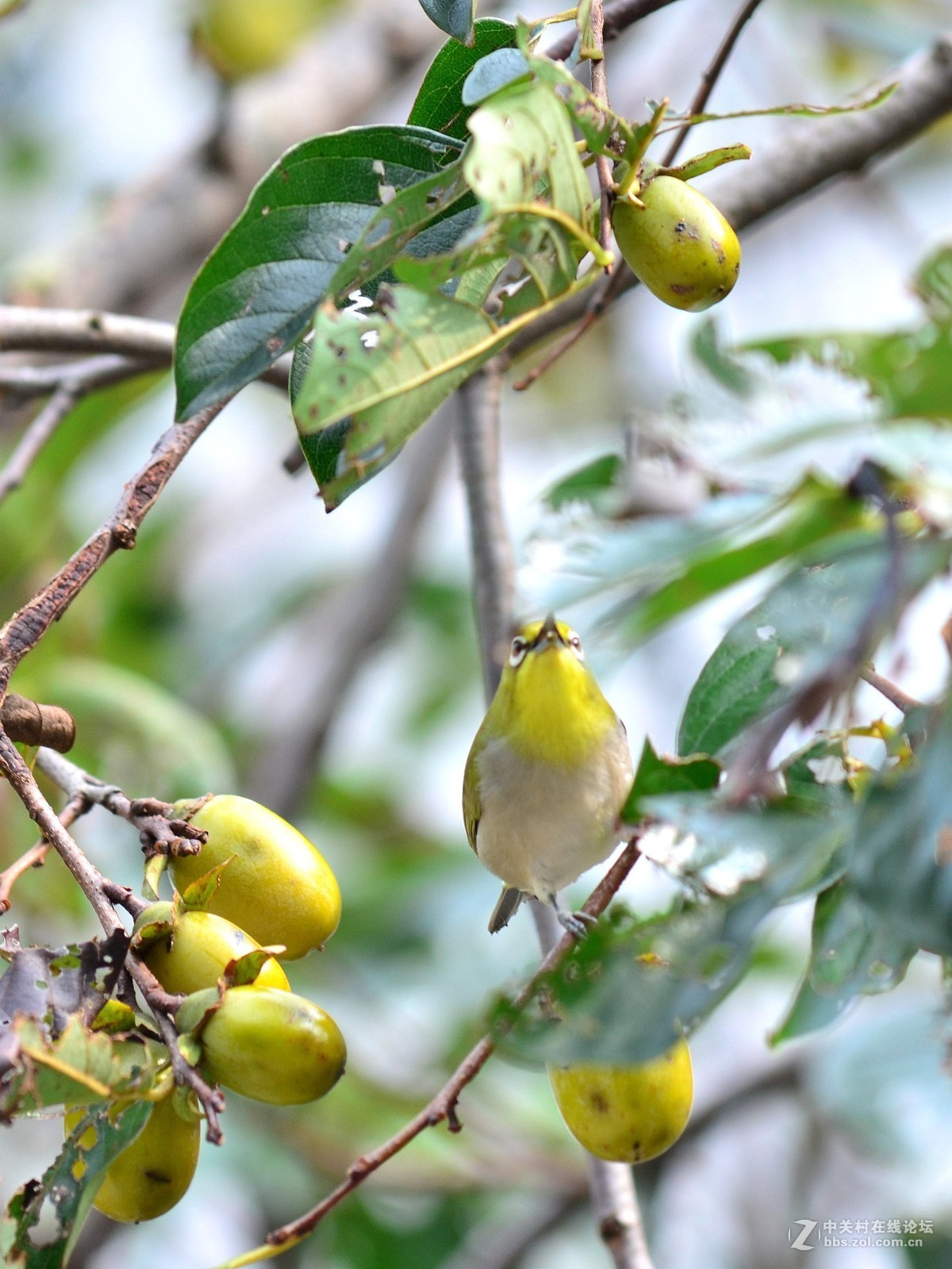 随拍，测试新淘二手钢炮(三)黄灵鸟