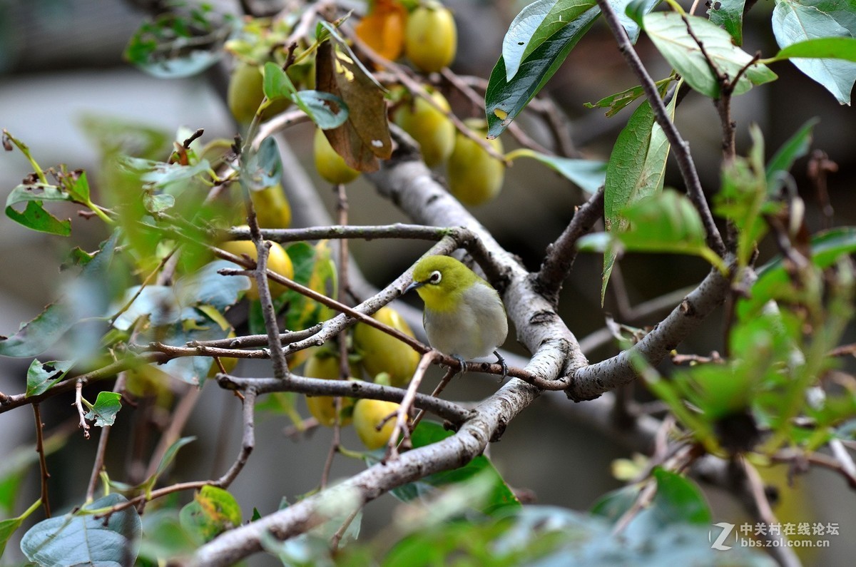 随拍，测试新淘二手钢炮(三)黄灵鸟