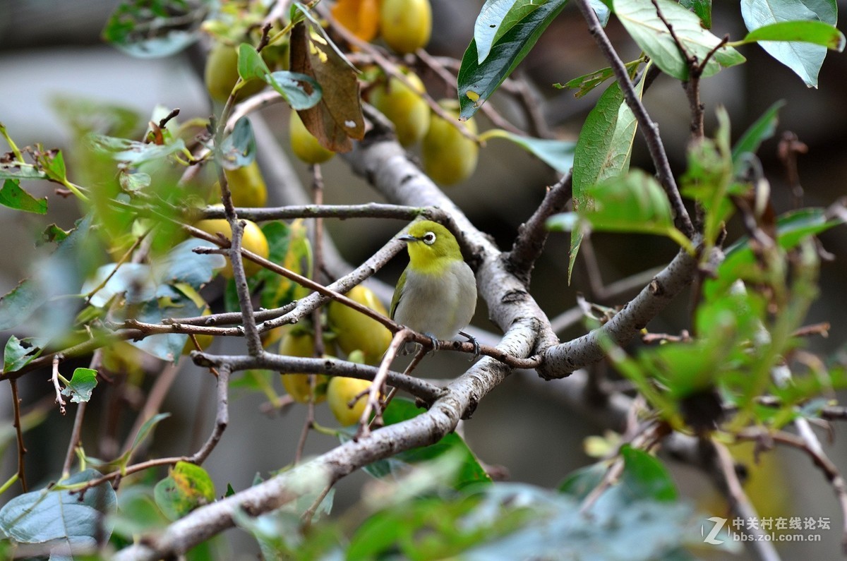 随拍，测试新淘二手钢炮(三)黄灵鸟