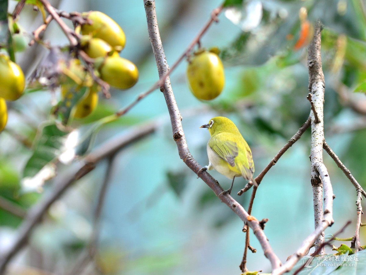 随拍，测试新淘二手钢炮(三)黄灵鸟