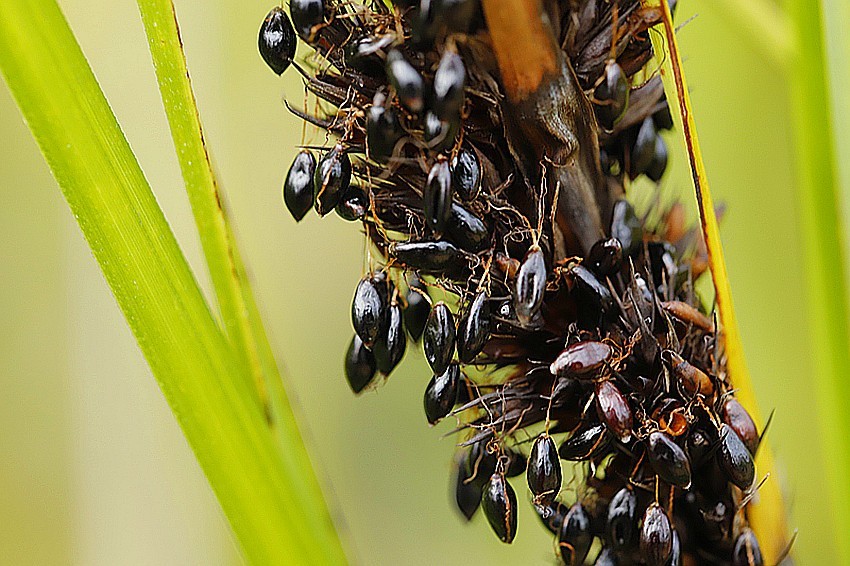 行走乡村:糙叶薹草黑果籽