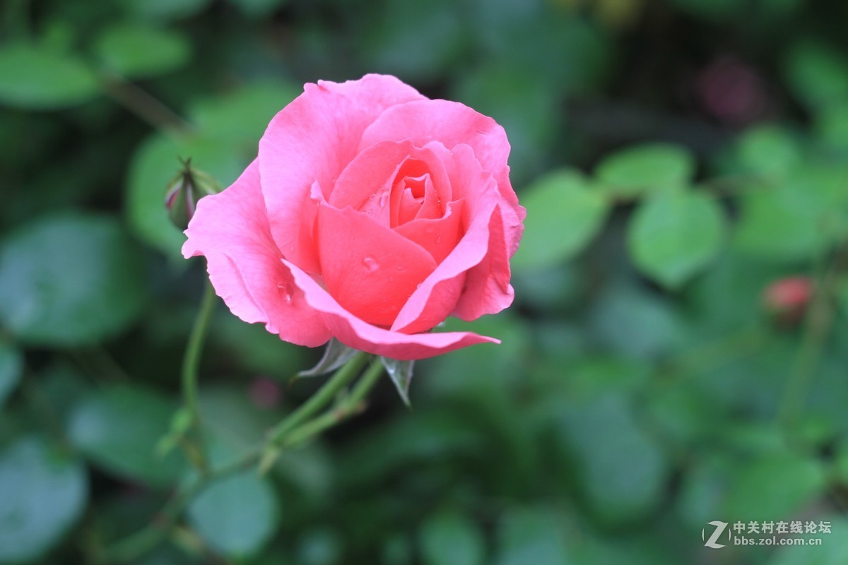 气死小小白的锐度，阴天