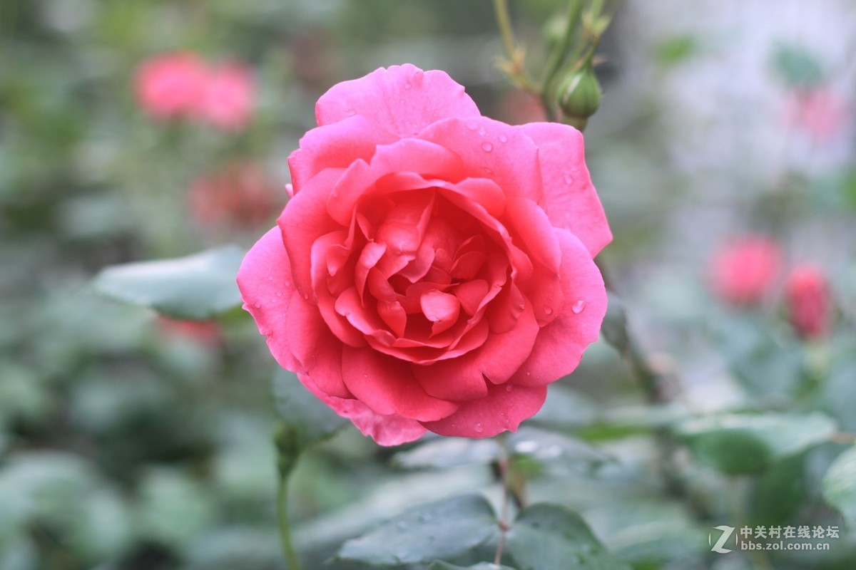 气死小小白的锐度，阴天